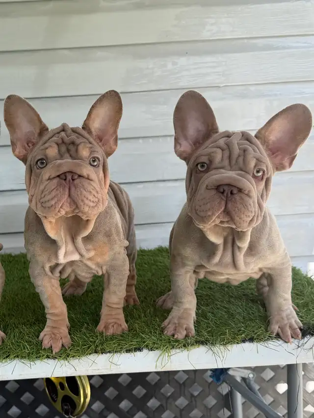 ⭐️french bulldog ⭐️ in Dogs & Puppies for Rehoming in Markham / York Region - Image 2