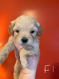 Shichon-Poodle puppies for sale