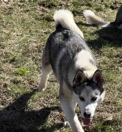 Bonded Pair of 8-Month-Old Siberian Husky Brothers for rehomin, View more