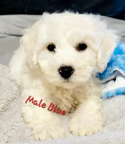 Beautiful Bichon Frise puppies, View more