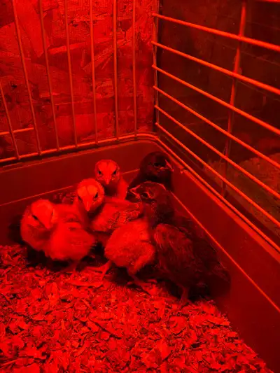 Mixed Breed Chicks , View more