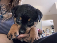 Beautiful pure breed American Rottweiler puppies