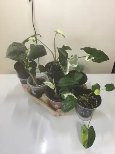 6 plant bundle, View more