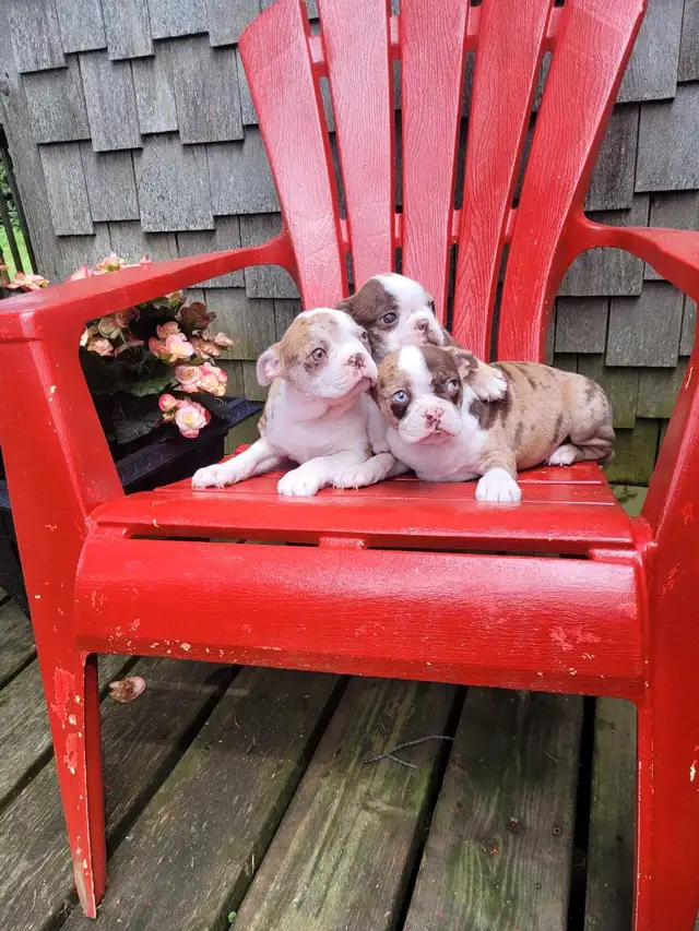 Boston terrier puppies  in Dogs & Puppies for Rehoming in Stratford - Image 4