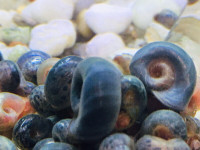Planorbes Bleues Blue Ramshorns