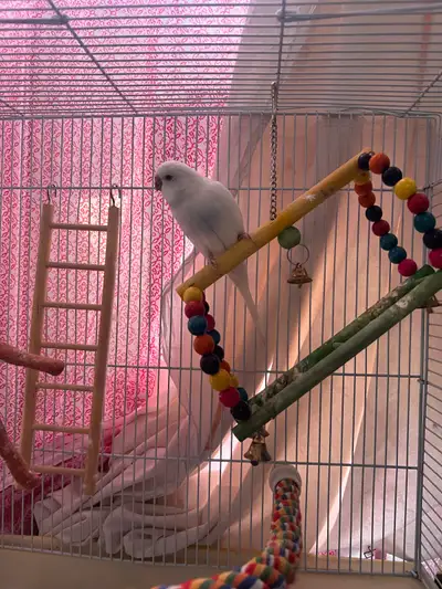 Eisa the budgie with cage (Male), View more