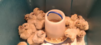 Ameraucana chicks new hatch