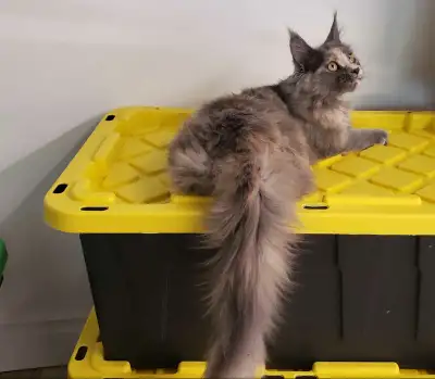 TICA registered Maine Coon  kitten, View more