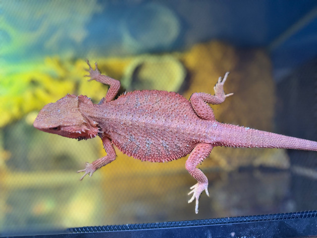 Dragon barbu rouge mâle 1 ans in Reptiles & Amphibians for Rehoming in Gatineau