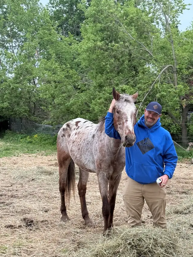 Appaloosa gelding in Horses & Ponies for Rehoming in Kawartha Lakes - Image 4