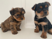 Pure Yorkie puppies / Yorkshire Terrier / READY TO GO