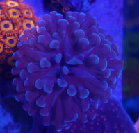 Hammer coral - saltwater coral frag 