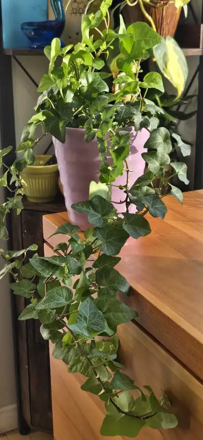 Ivy Plant with German Ceramic Planter, View more