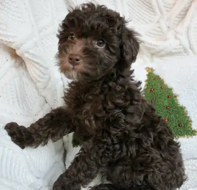 Toy Aussiedoodles ready for New Families, View more