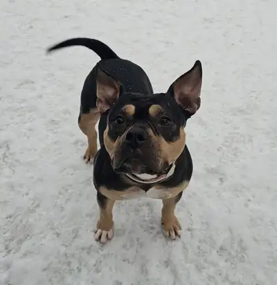 Rehoming Frenchie Mix, View more