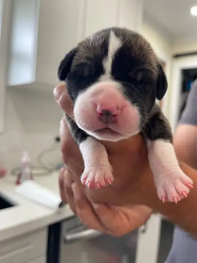 Great Dane puppie, View more