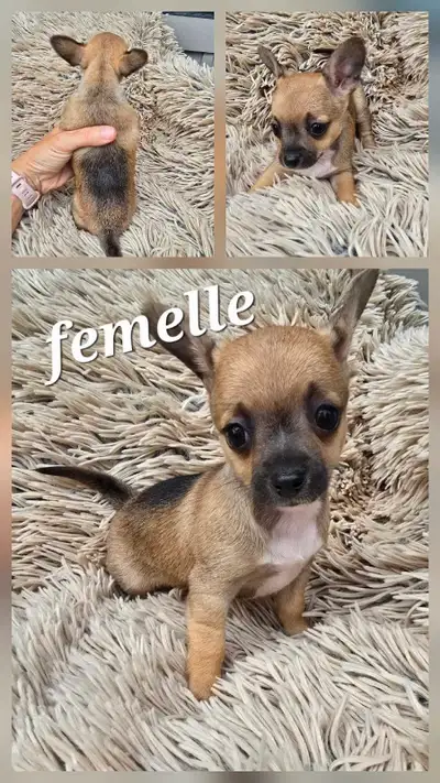 chihuahua puppies , View more
