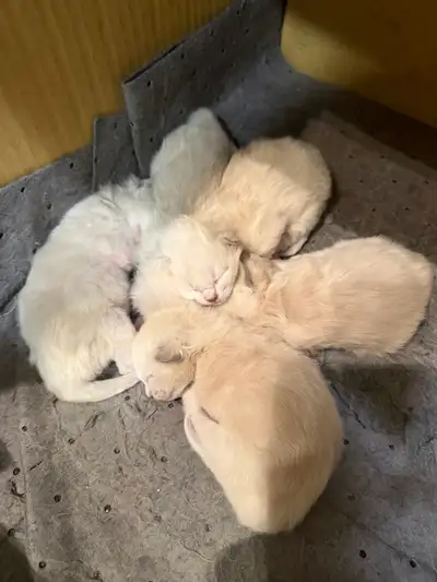 ragdoll kittens for sale, View more