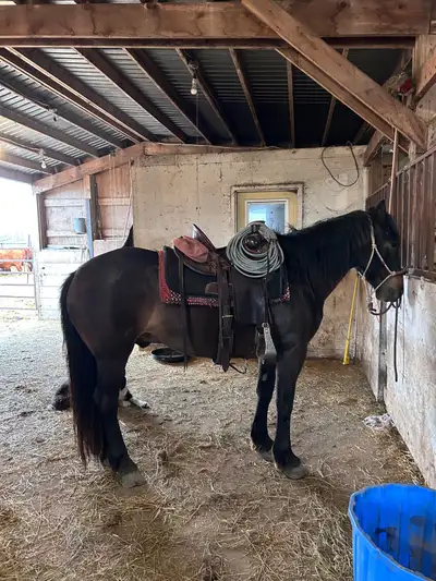 ISO Horse Boarding, View more