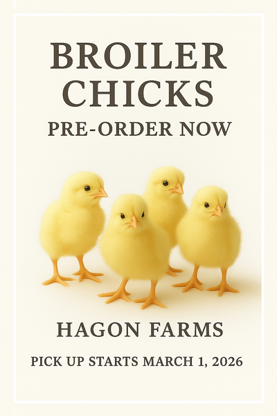 Broiler chick - pre order for 2026, View more