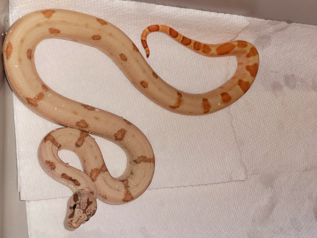 2023 Female SuperSunset Boa Available in Reptiles & Amphibians for Rehoming in Norfolk County