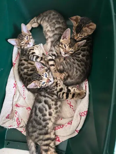 Bengal Kittens ready for Furever homes, View more