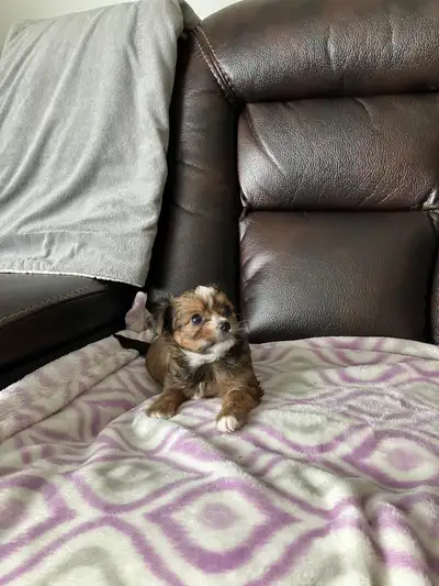 mini yorkies X $1000, View more