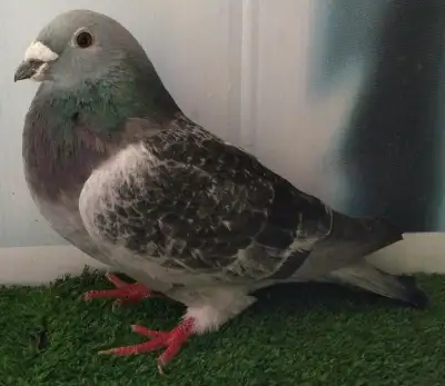 Mâle Show Homer pigeon FE638, View more