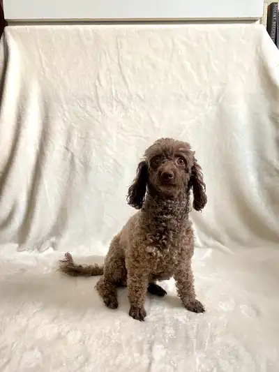 Miniature Poodle for Rehoming, View more