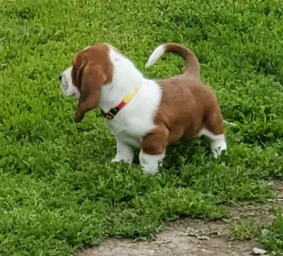 3 female and 2 male Basset Hound puppies from unregistered family pet parents (parents can be viewed...