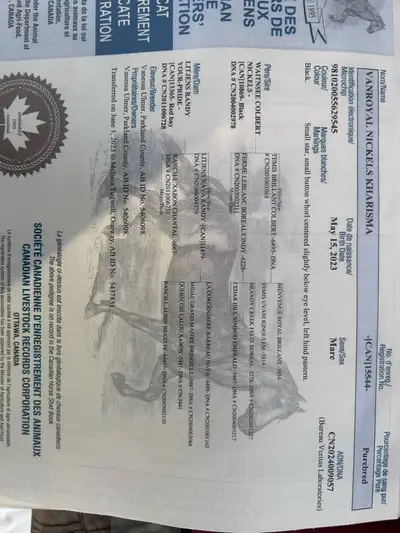 3 year old Canadian mare, View more