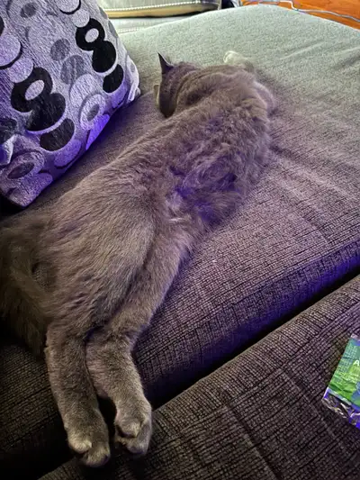 4 year old indoor/outdoor cats looking for a home. Cats are very well behaved, unfortunately our dau...
