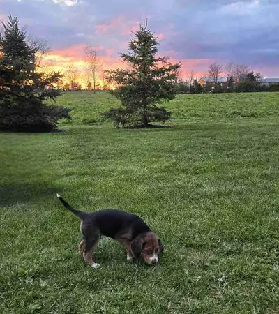 Walker Hound Puppies, View more