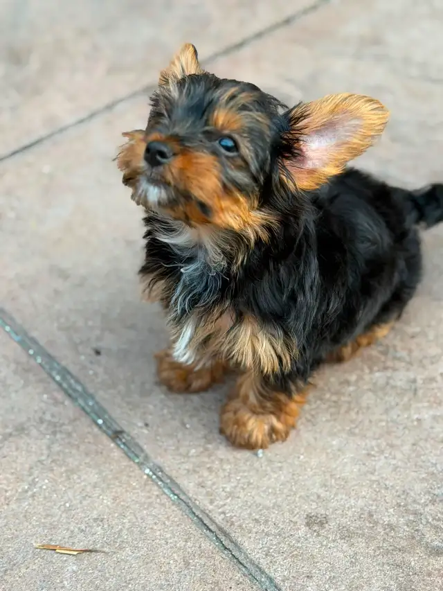2 Toy Yorkies Puppies for sale in Dogs & Puppies for Rehoming in City of Toronto - Image 9