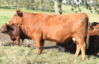 SIMMENTAL COW/CALF PAIRS FOR SALE