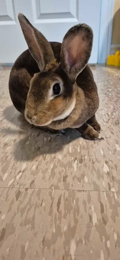 Rabbit for sale, View more