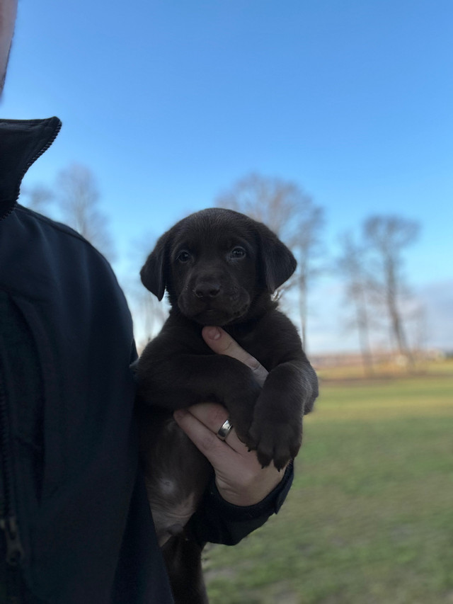  Ckc chocolate Labrador retriever puppies  in Dogs & Puppies for Rehoming in Norfolk County - Image 4