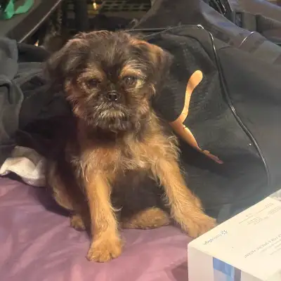 Brussels Griffon puppies, View more