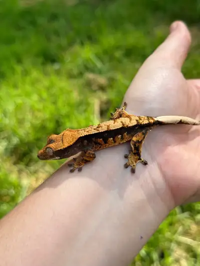 bébé gecko à crête , View more