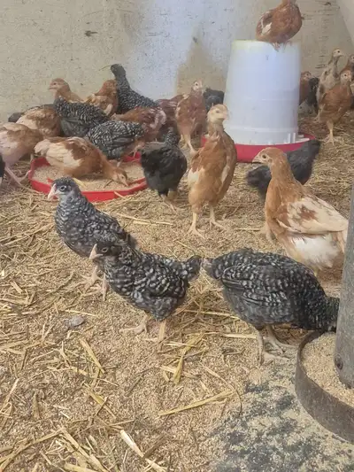 young laying hens to be, View more