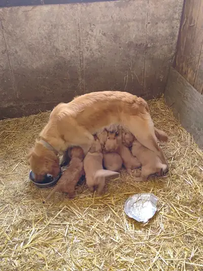 Beautiful only 1 puppy Golden Retriever . At a special price for only a few days.