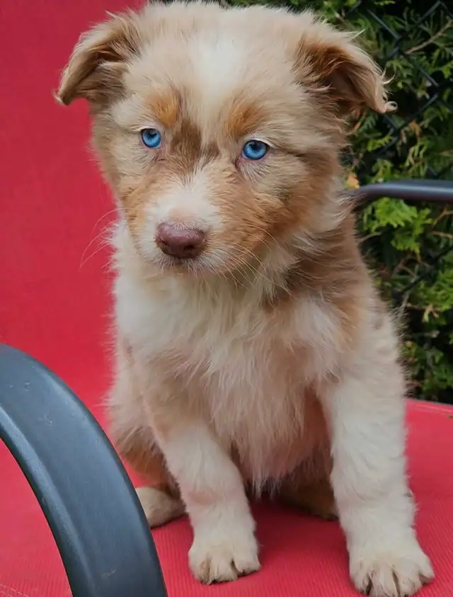 ^^Berger Australien^^ pure race in Dogs & Puppies for Rehoming in Lanaudière - Image 2