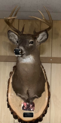 Deer head / tete de chevreuil