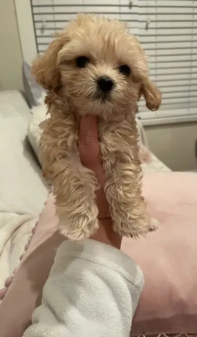 Teddy Bear face maltipoo puppies available, View more