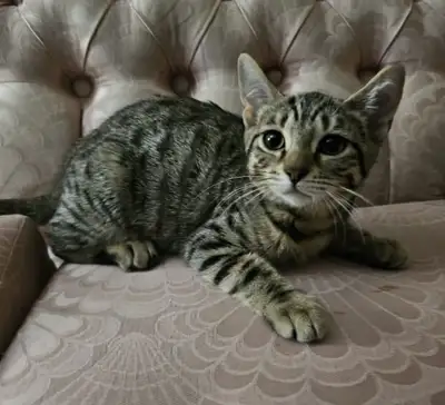 Chatons Bengal, View more
