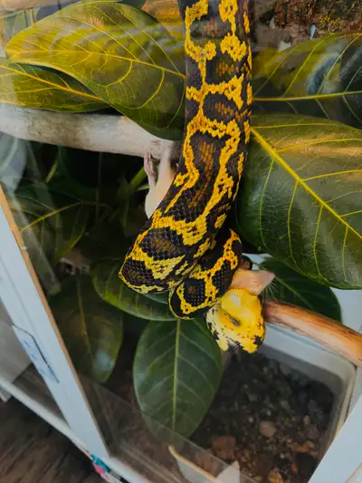 female Carpet python , View more
