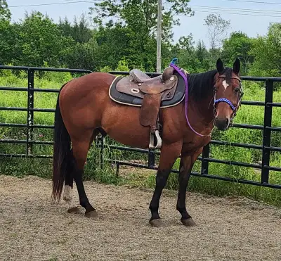 horse for sale, View more