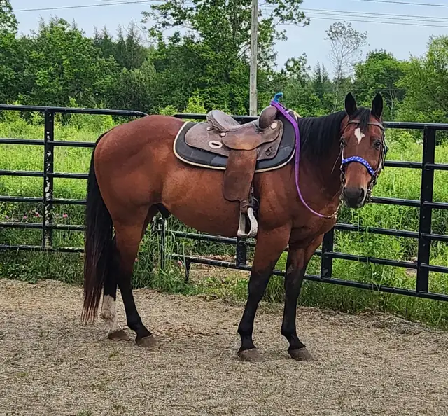 horse for sale in Horses & Ponies for Rehoming in Moncton - Image 2