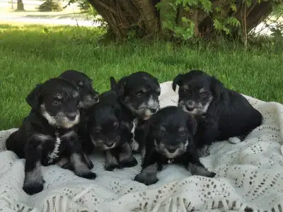 Born May 9th. Ready to join their forever family July 5th! Five girls and one boy. Puppies are raise...