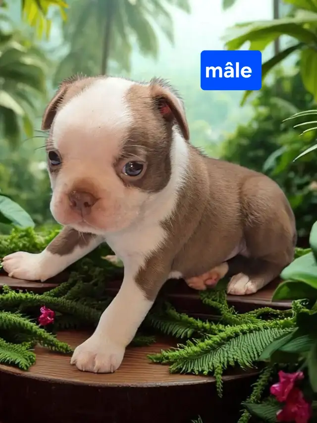 Boston terrier in Dogs & Puppies for Rehoming in Laval / North Shore - Image 6